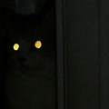 Glowing Cat Eyes 1080 Px PFP