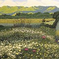 Gordon Mortensen California Wildflowers