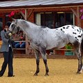 Gray Appaloosa Horse