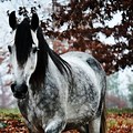 Gray Horse Background