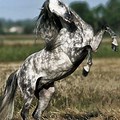 Gray Horse Blue Background