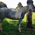 Gray and White Paint Horse