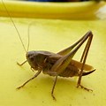 Grey Cricket Insect Images