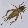 Grey Cricket Male or Female