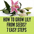 Grow March Lilies From Seeds