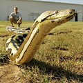 Guinness World Records Largest Snake