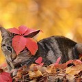 Guy Laying in Leaves with Cat