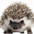 Hedgehog Front View Clip Art
