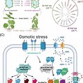 Hedgehog Signaling and Osmotic Stress