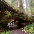 Hikes around Humboldt Redwoods State Park