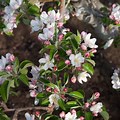 Honeycrisp Apple Tree in Bloom
