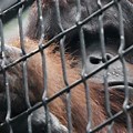 Hong Kong Zoo Orangutan