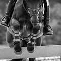 Horse Jumping Black and White