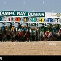 Horse Racing Oldsmar Florida
