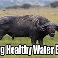 How Much Does a Water Buffalo Cost