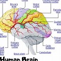 Human Brain Diagram Mayo Clinic