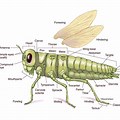 Insect External Anatomy