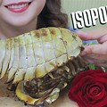 Isopod Eating