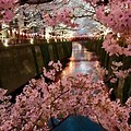 Japan Cherry Blossom in Yokohama