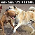 Kangal Dog vs Bob Cat Fight