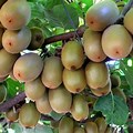 Kiwi Fruit Chinese Gooseberry