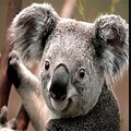 Koala Bear Windows 7 Sample Photo