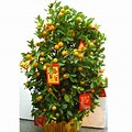 Kumquat Tree Chinese New Year