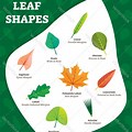 Leaf Shapes for Kids