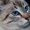 Light Blue Cat Eyes