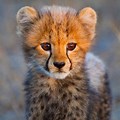 Little Cheetah