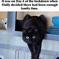 Meme Black Cat in White's Only Laundry Basket