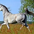 Middle East Horse Breeds