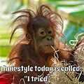 Monkey Messy Hair Meme