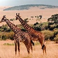 Most Popular Animals in Kenya