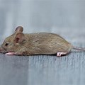 Mouse Laying Flat Side View