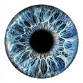 Multi Colored Iris Eye Art