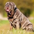 Neapolitan Mastiff Biggest Dog in the World