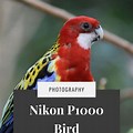 Nikon P1000 Bird Photography