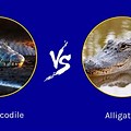 Nile Crocodile vs Alligator