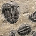 Notch Peak Utah Fossils