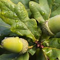 Oak Leaf Acorn