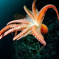 Octopus in the Deep Sea Ocean