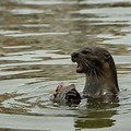 Otter in Attack Position