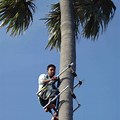 Palm Tree Climbing Gear