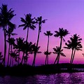 Palm Tree Sunset Purple and Red