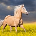 Palomino Horse in Forest Background