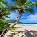 Paradise Palm Tree Beach