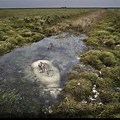 Peat Bog Quicksand Pit