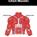 Pectoral Muscle Anatomy Chart