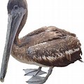 Pelican Free Transparent Background